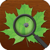 App icon, a magnifying glass examining a leaf