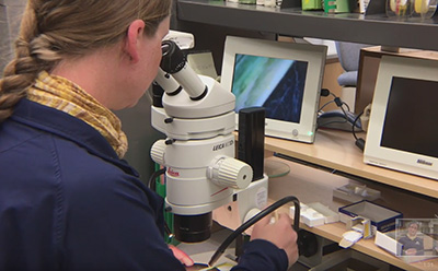 Mary Burrows Photo of Mary Burrows using a lab microscope