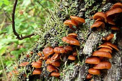 Photo of wild mushrooms growing on a tree trunk