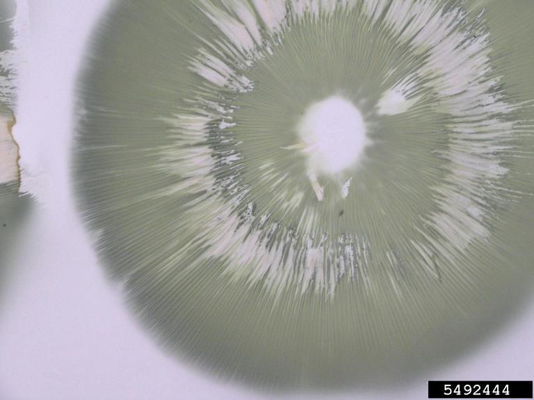 Figure 1: Close-up photo of a mushroom spore print on a white sheet of paper