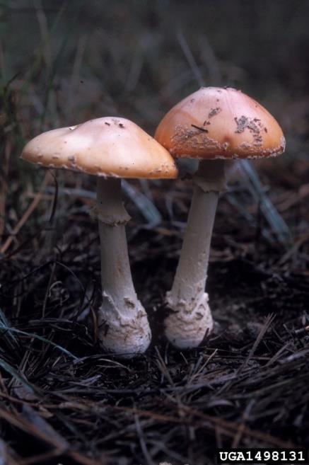Figure 2: Photo of two Amanita mushrooms growing amongst pine needles.  Their caps, rings, and swollen bases are all visible.