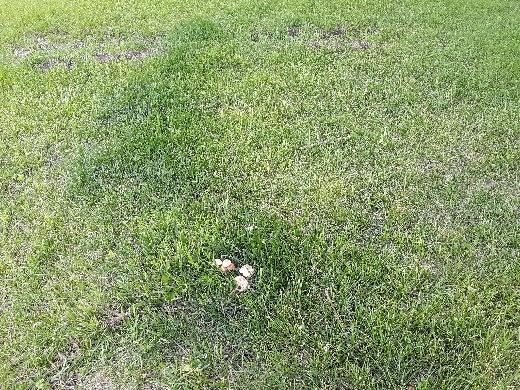Figure 3: The photo shows the dark green grass produced in a lawn when a fairy ring is present. 