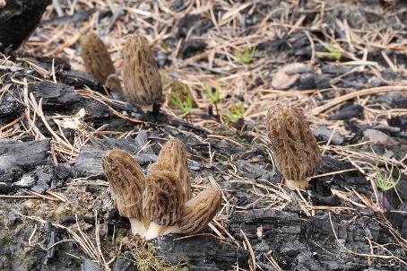 Figure 5: Photo of black morels growing amongst charred wood on a forest floor
