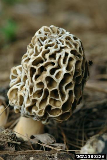 Figure 6: Close-up photo of a wild yellow morel, showing its honeycone-like cap