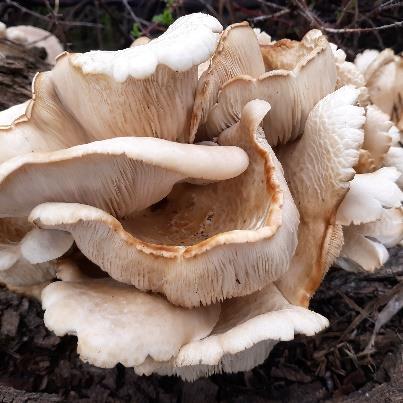 Figure 7: Photo of an oyster mushroom, showing shelf-like clustering of caps