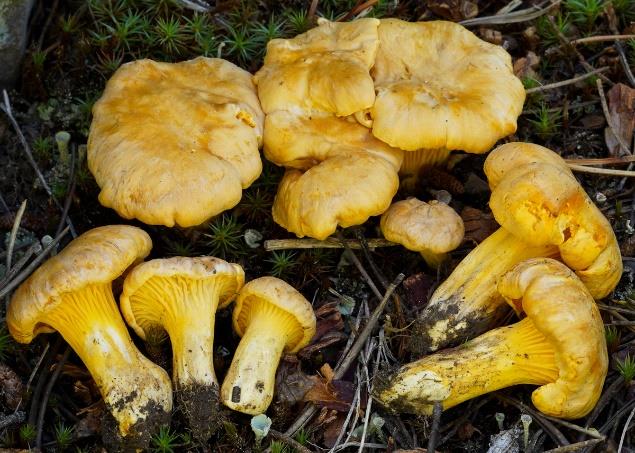 Figure 8: photo of a yellow group of collected chantrelles