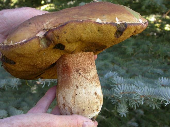 Figure 9: Photo of a large king bolete being held with two hands